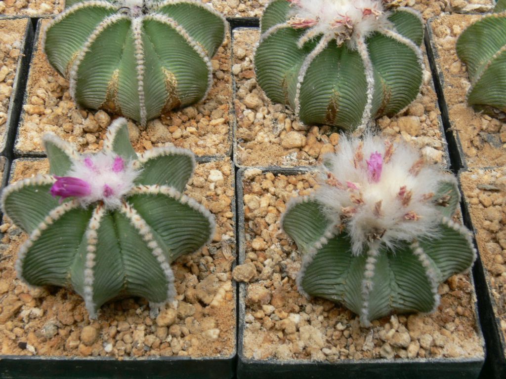 Aztekium hintonii