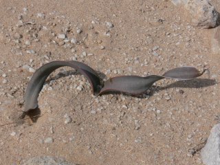 Welwitschia am Standort