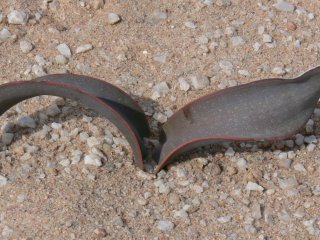 Welwitschia am Standort