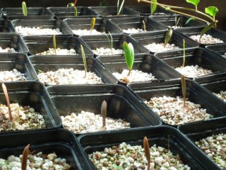 Welwitschia Aussaaten