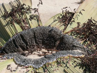 Welwitschia am Standort
