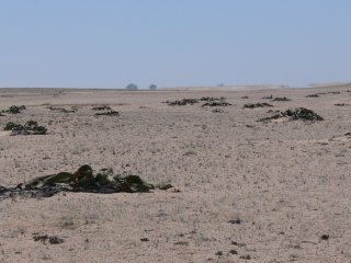 Welwitschia am Standort