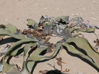 Welwitschia am Standort