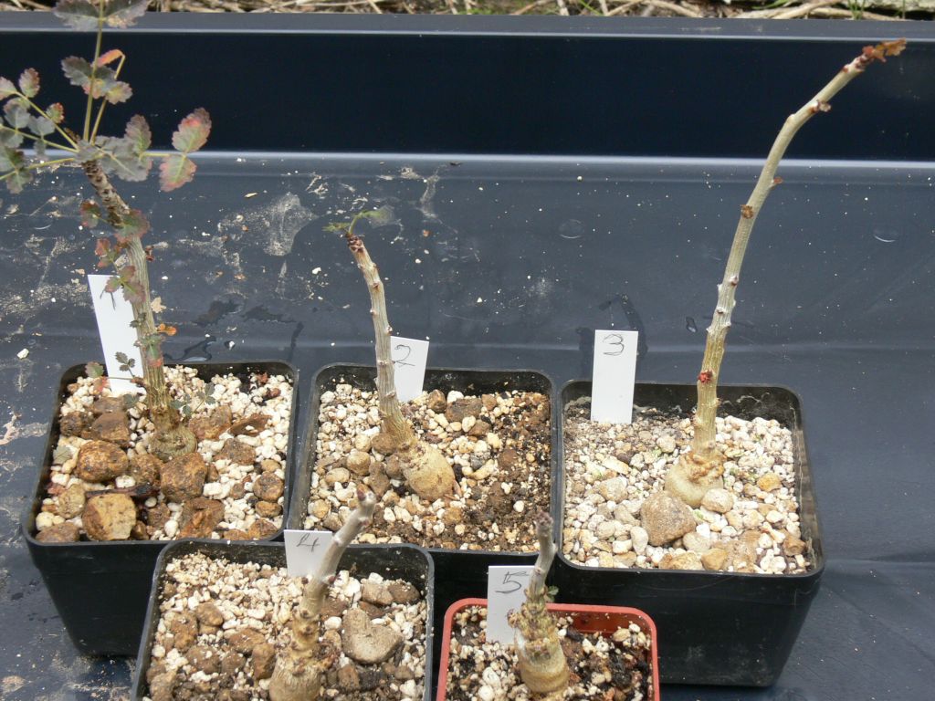 Boswellia dioscorides Boswellia dioscorides