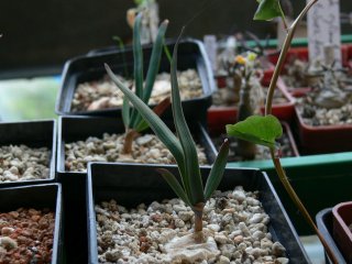 Welwitschia Aussaaten